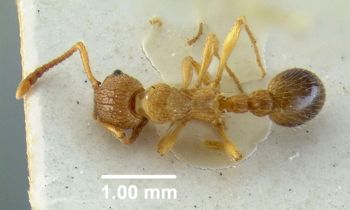Media type: image;   Entomology 20572 Aspect: habitus dorsal view